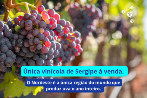 Unica-vinicola-de-Sergipe-a-venda