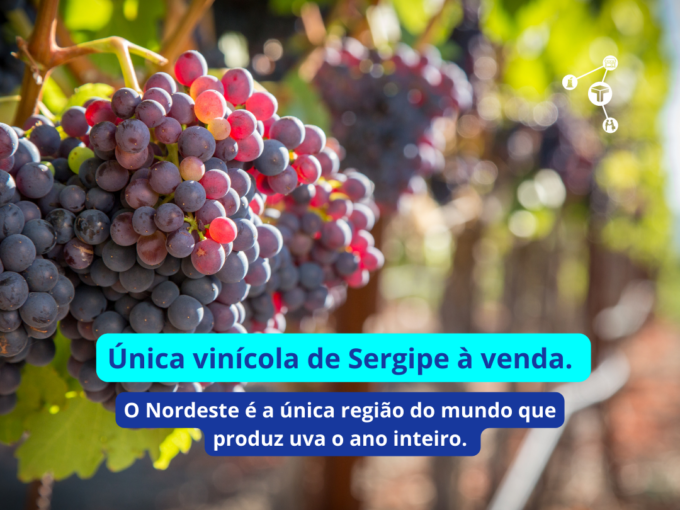 Unica-vinicola-de-Sergipe-a-venda