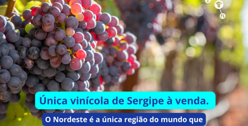 Unica-vinicola-de-Sergipe-a-venda