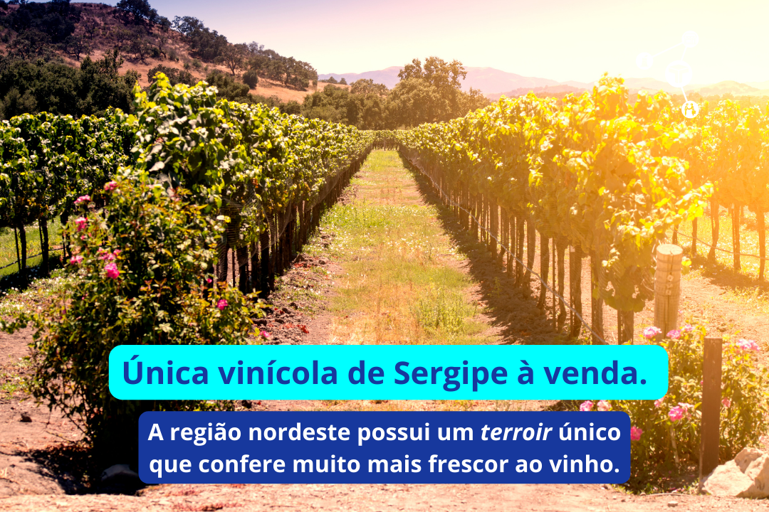 Única vinícola de Sergipe à venda (6)